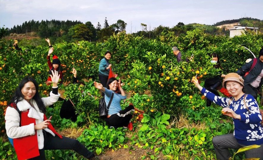 11.2 業主親自采摘柑橘享受豐收喜悅.jpg